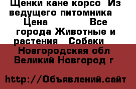 Щенки кане корсо! Из ведущего питомника! › Цена ­ 60 000 - Все города Животные и растения » Собаки   . Новгородская обл.,Великий Новгород г.